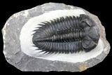Coltraneia Trilobite Fossil - Huge Faceted Eyes #146572-5